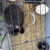 Coniglio testa di leone