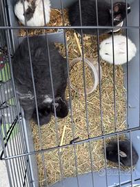 Coniglio testa di leone