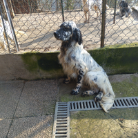 Setter inglese