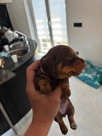Cuccioli bassotto ciocclato