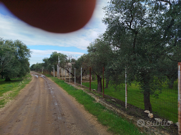 Uliveto contrada Favaro