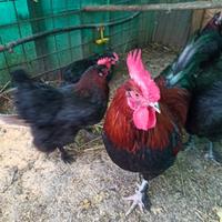 Marans