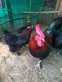 Marans