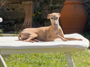 Piccolo Levriero Italiano