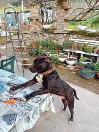 Pittbull disponibile per monta