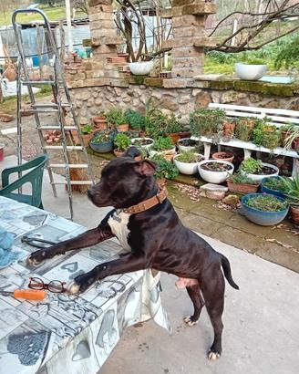 Pittbull disponibile per monta
