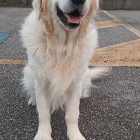 Golden Retriver per Accoppiamento