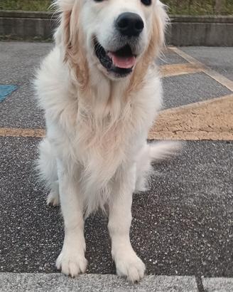 Golden Retriver per Accoppiamento