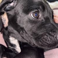 Cane corso maschio incrocio setter