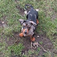 Bassottina Arlecchino Silver