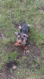 Bassottina Arlecchino Silver