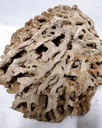 Roccia Marina Naturale cm 29x28 Kg 4,6