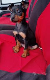 Pinscher Nano
