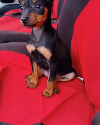 Pinscher Nano