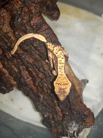 Geco Correlophus ciliatus Baby
