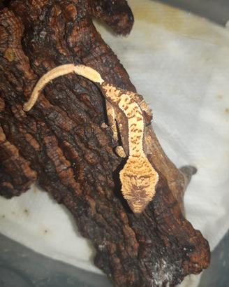 Geco Correlophus ciliatus Baby