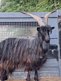 Becco orobico