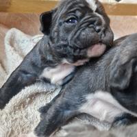 Bulldog francese maschi