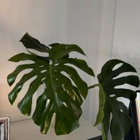 Pianta verde Monstera Deliciosa