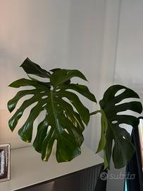 Pianta verde Monstera Deliciosa