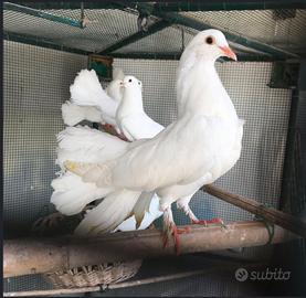 Colombe bianche
