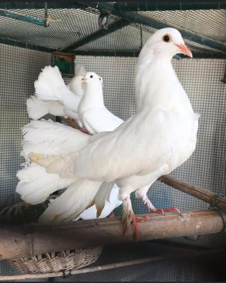 Colombe bianche