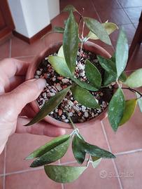 Hoya Gracilis 