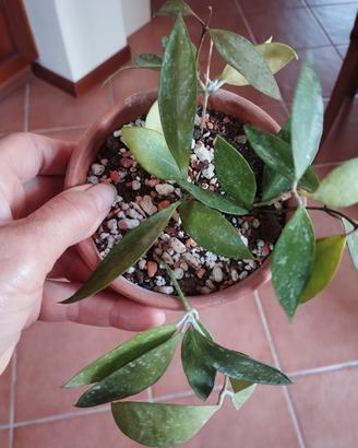 Hoya Gracilis 
