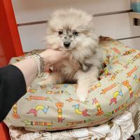 Spitz di Pomerania Maschio Merle