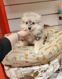 Spitz di Pomerania Maschio Merle