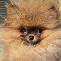 Spitz di pomerania femmina