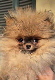 Spitz di pomerania femmina