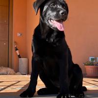 In adozione cucciola di simil Labrador nero