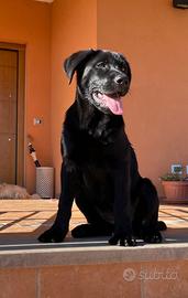 In adozione cucciola di simil Labrador nero