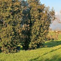 QUERCIA ALTA 5 METRI