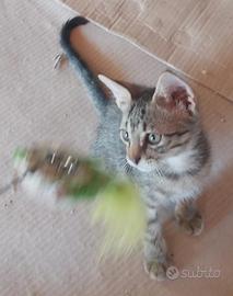 Gatto maschio tre mesi