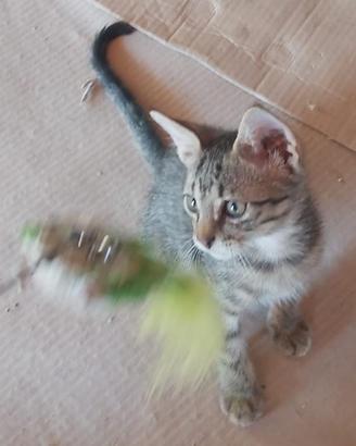 Gatto maschio tre mesi