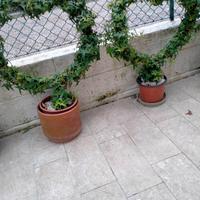 Due belle Piante di edera a foglie piccole 