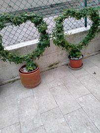 Due belle Piante di edera a foglie piccole 