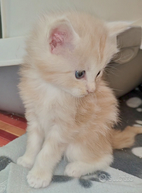 Maine coon cream/white
