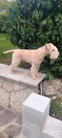 Lakeland terrier