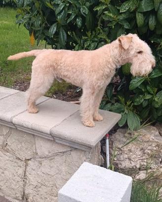 Lakeland terrier