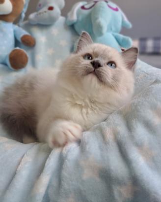 Cucciolo di Ragdoll WhiteAngels Tyrone Powerr