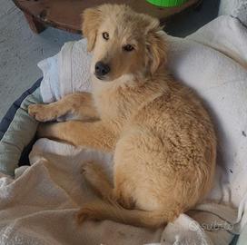 Cucciolo taglia medio grande