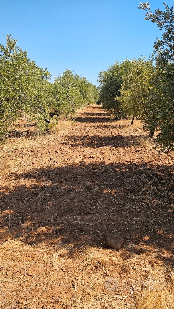Terreno Agricolo in produzione - Vista 4