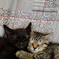 Tre gattine di due mesi
