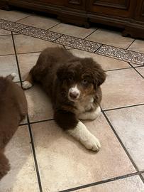 Cucciolo Pastore australiano