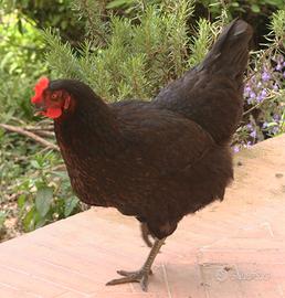 Galline incroci di razze