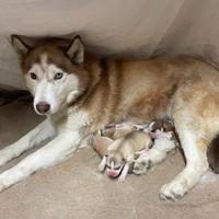 Cuccioli siberian husky