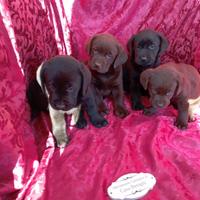 Labrador con pedigree lastre e test genetici